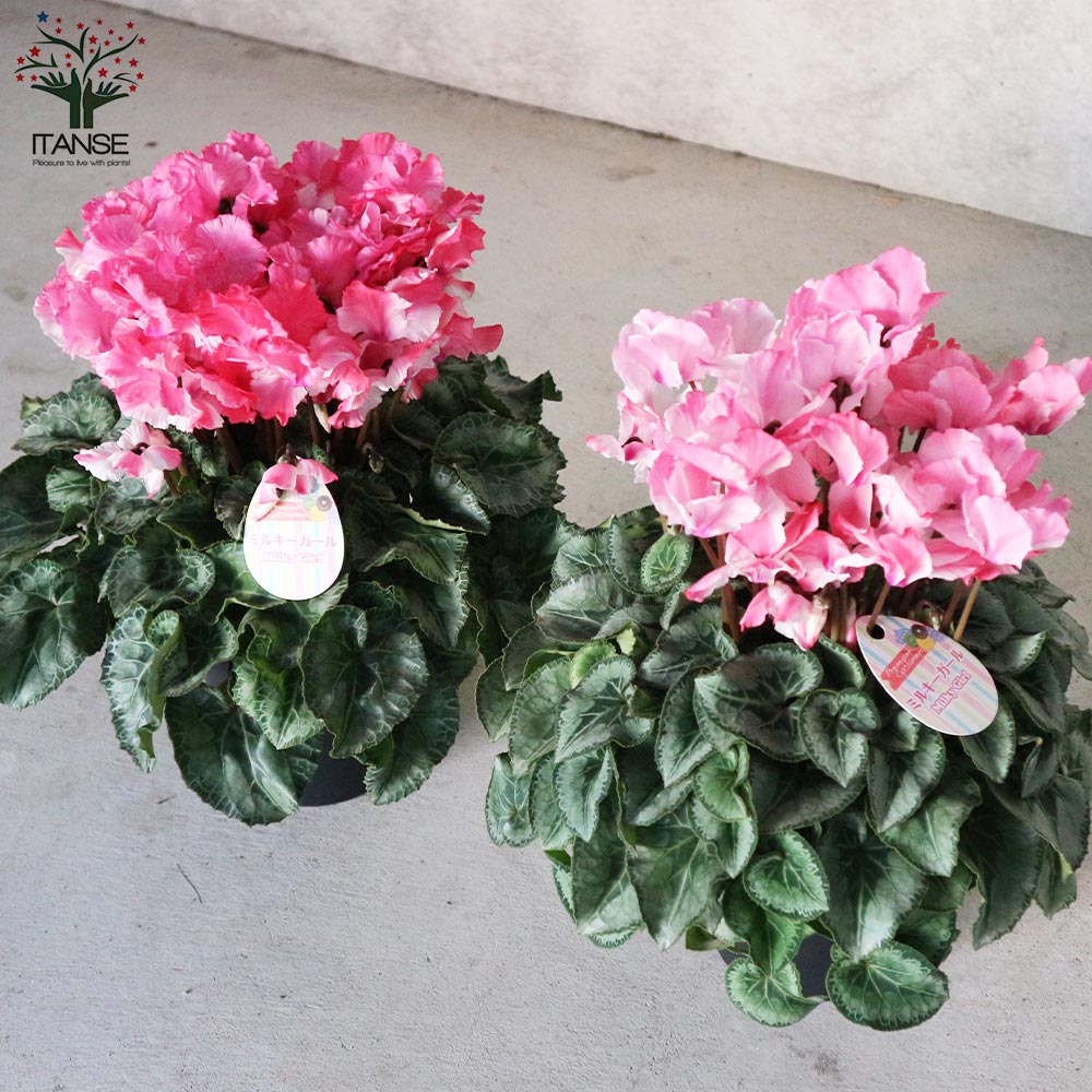 プレミアムシクラメン ミルキーガール【花苗 5号ポット苗／1個売り