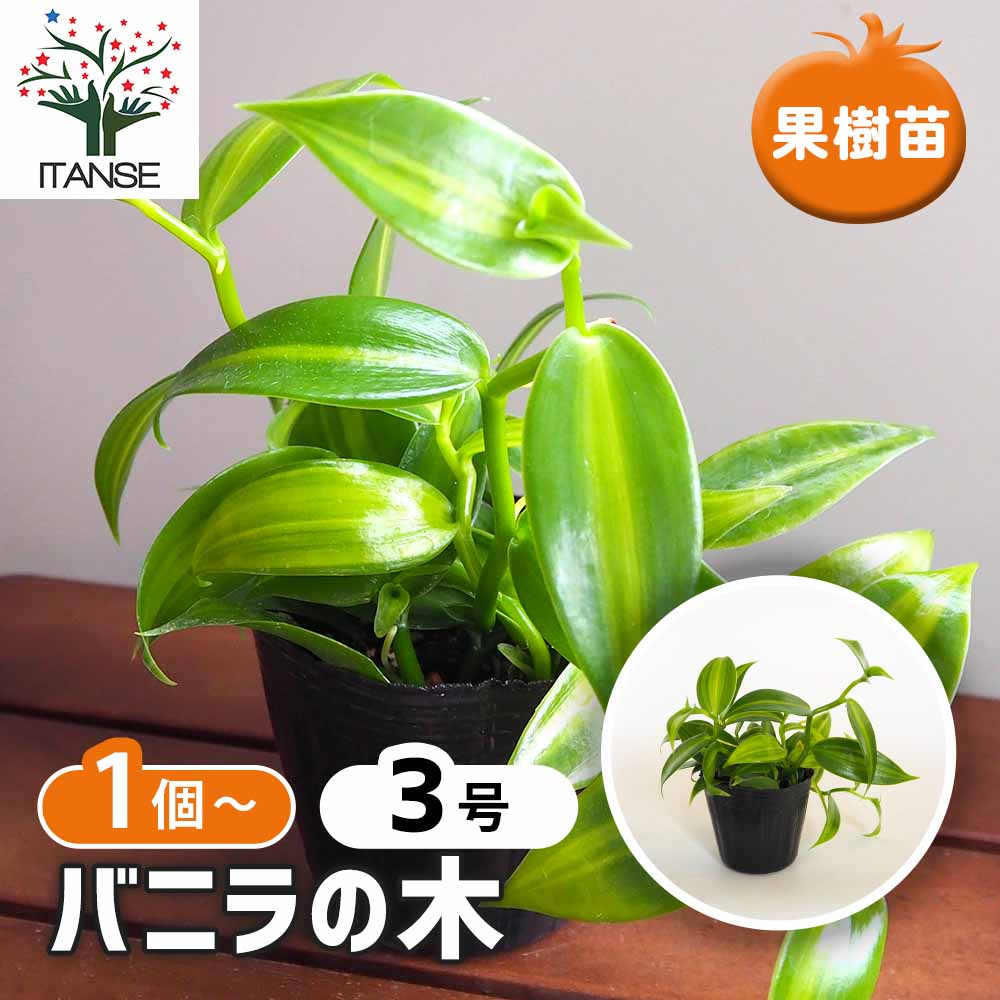 バニラの木 【果樹の苗 3号】｜ 【植物のITANSE】全品送料無料