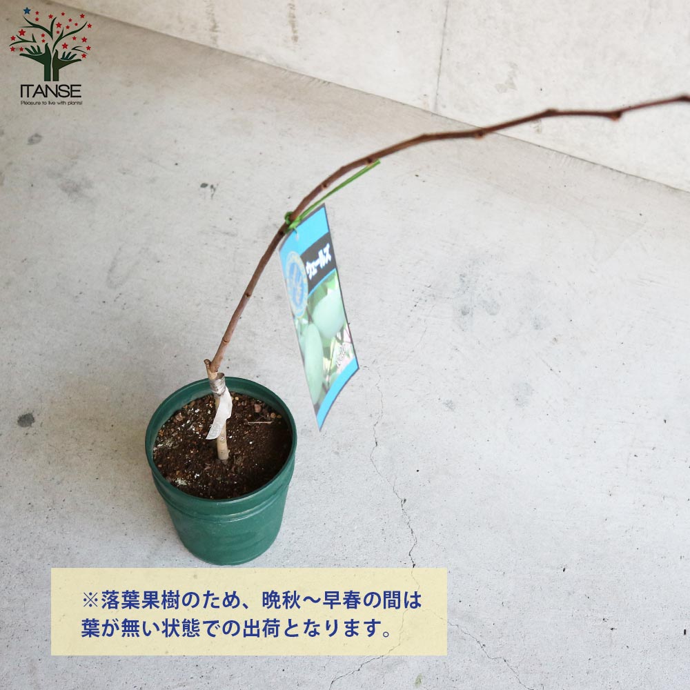 ポポーの苗木 ウェールズ【果樹苗／5号ポット接木苗／1個売り