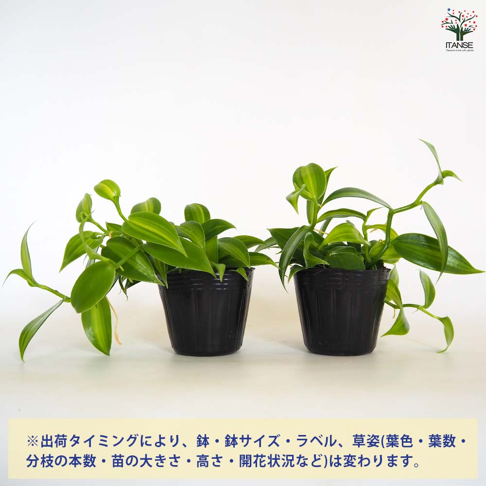 和バラニ苗 バニラの木 【果樹の苗 3号】｜ 【植物のITANSE】全品送料