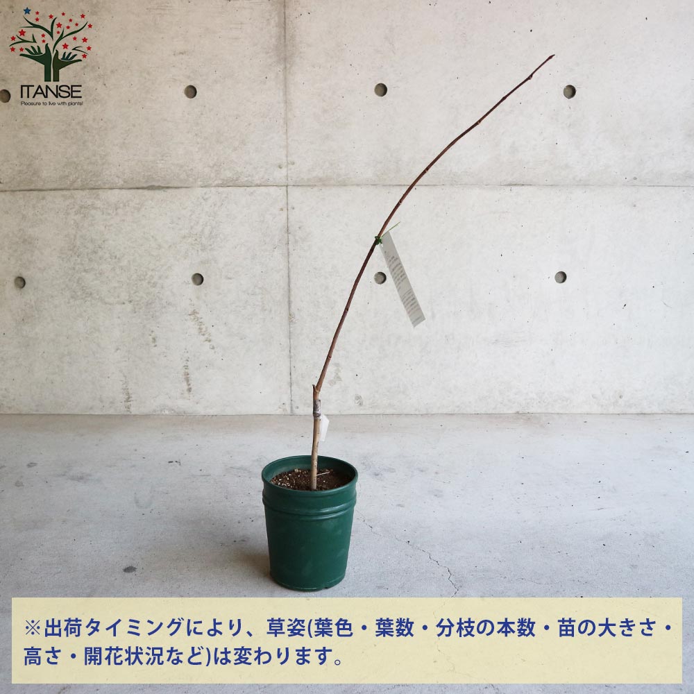 349.ポポー苗 7号