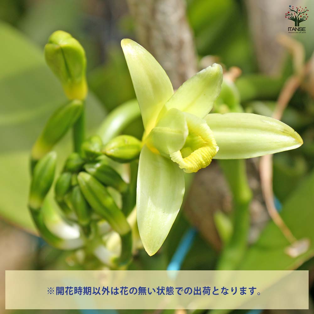 バニラの木 【果樹の苗 3号】｜ 【植物のITANSE】全品送料無料