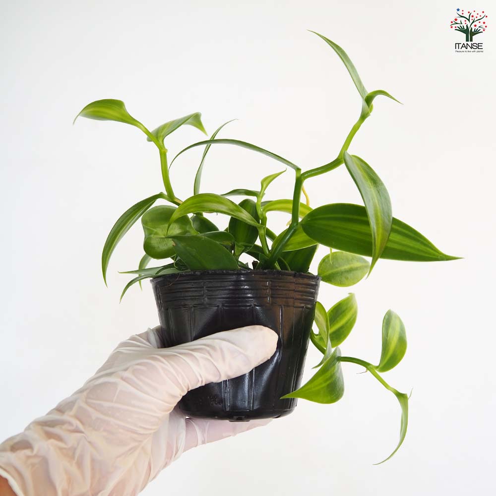 バニラの木 【果樹の苗 3号】｜ 【植物のITANSE】全品送料無料