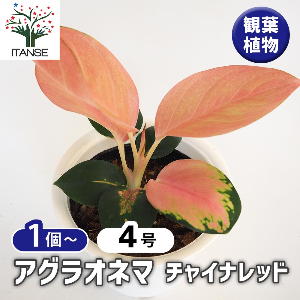 ☆レア☆ アグラオネマ チャイナレッド　観葉植物 ☆レア☆アグラオネマ チャイナレッド 観葉植物 | 陽華園