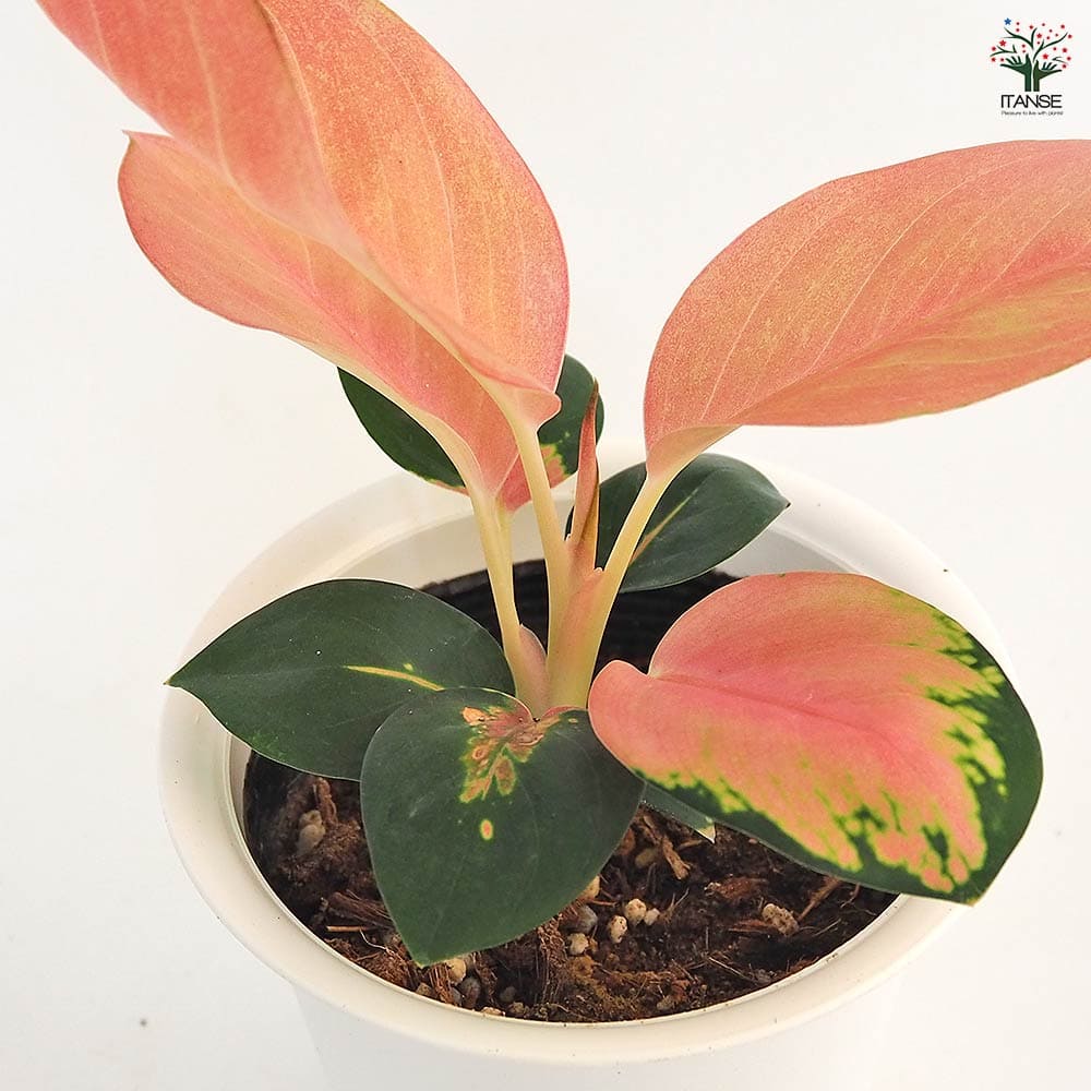 アグラオネマ チャイナレッド 【観葉植物 4号】｜ 【植物の