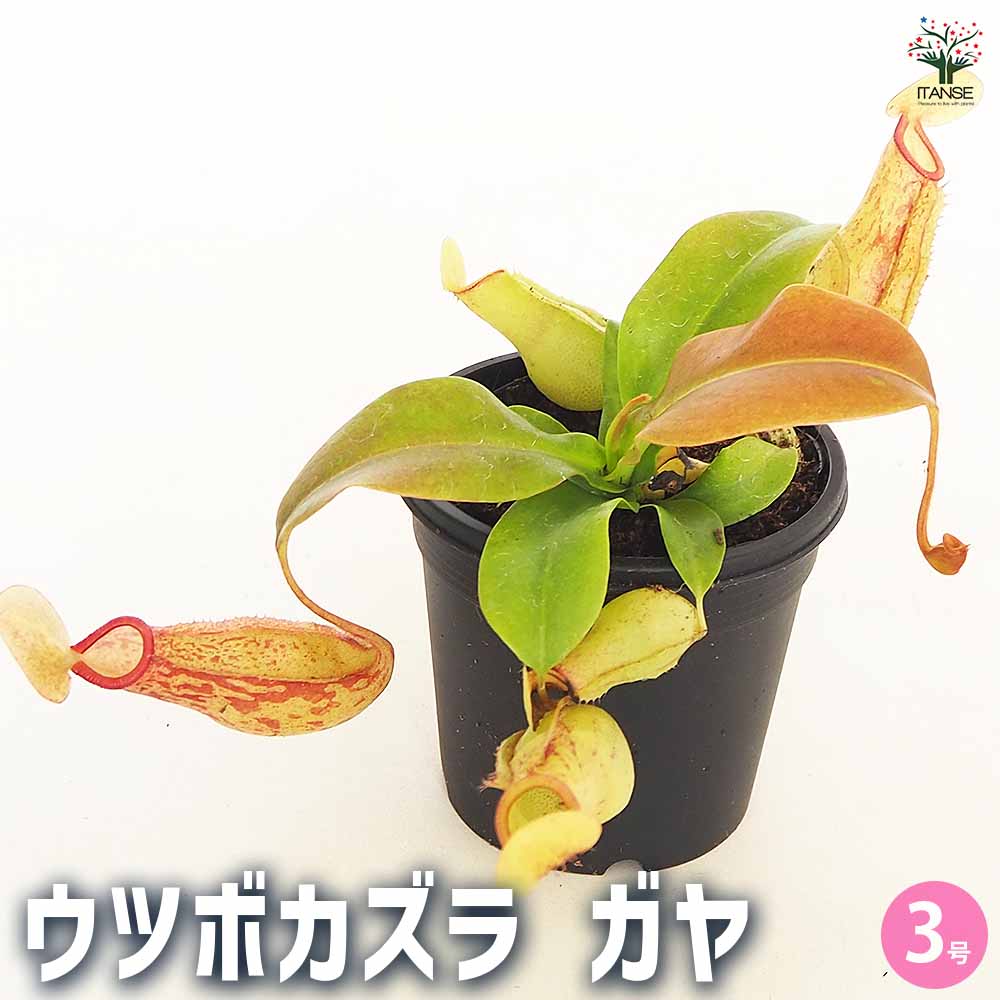 食虫植物 ウツボカズラ ガヤ 【観葉植物 3号／1個売り】｜ 【植物の