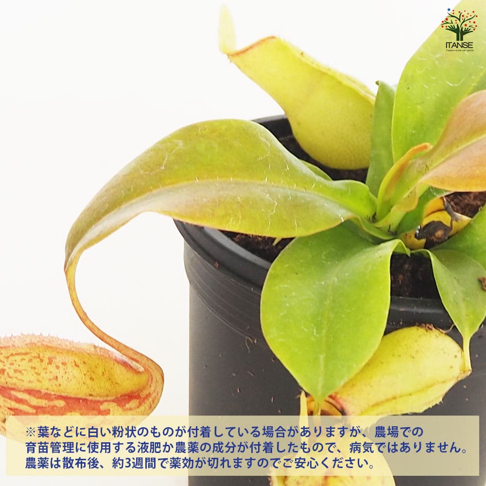食虫植物 ウツボカズラ ガヤ 【観葉植物 3号／1個売り】