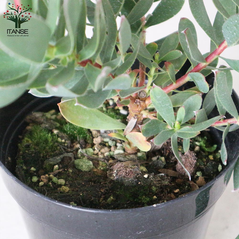 リューカデンドロン・サマーサン 【庭木 5号ポット／1個売り