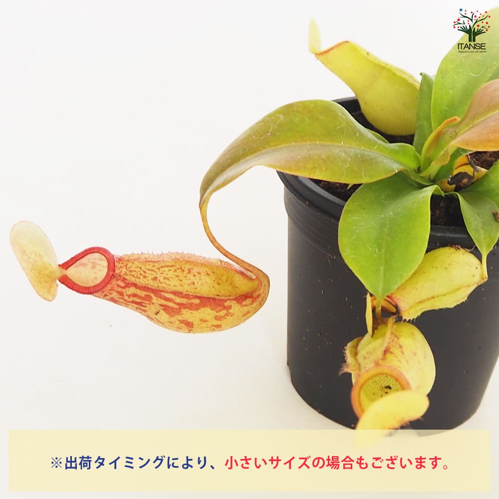 食虫植物 ウツボカズラ ガヤ 【観葉植物 3号／1個売り】