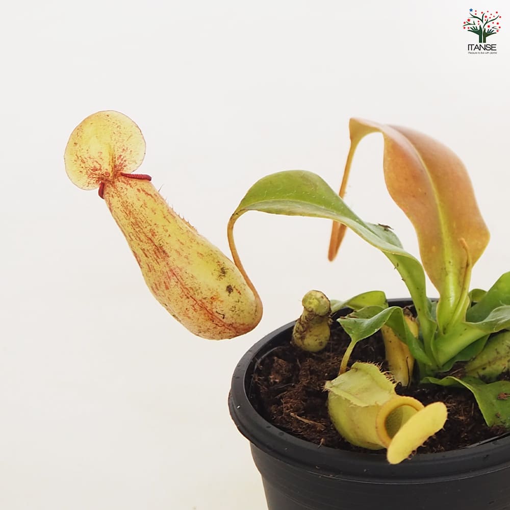 食虫植物 ウツボカズラ ガヤ 【観葉植物 3号／1個売り】