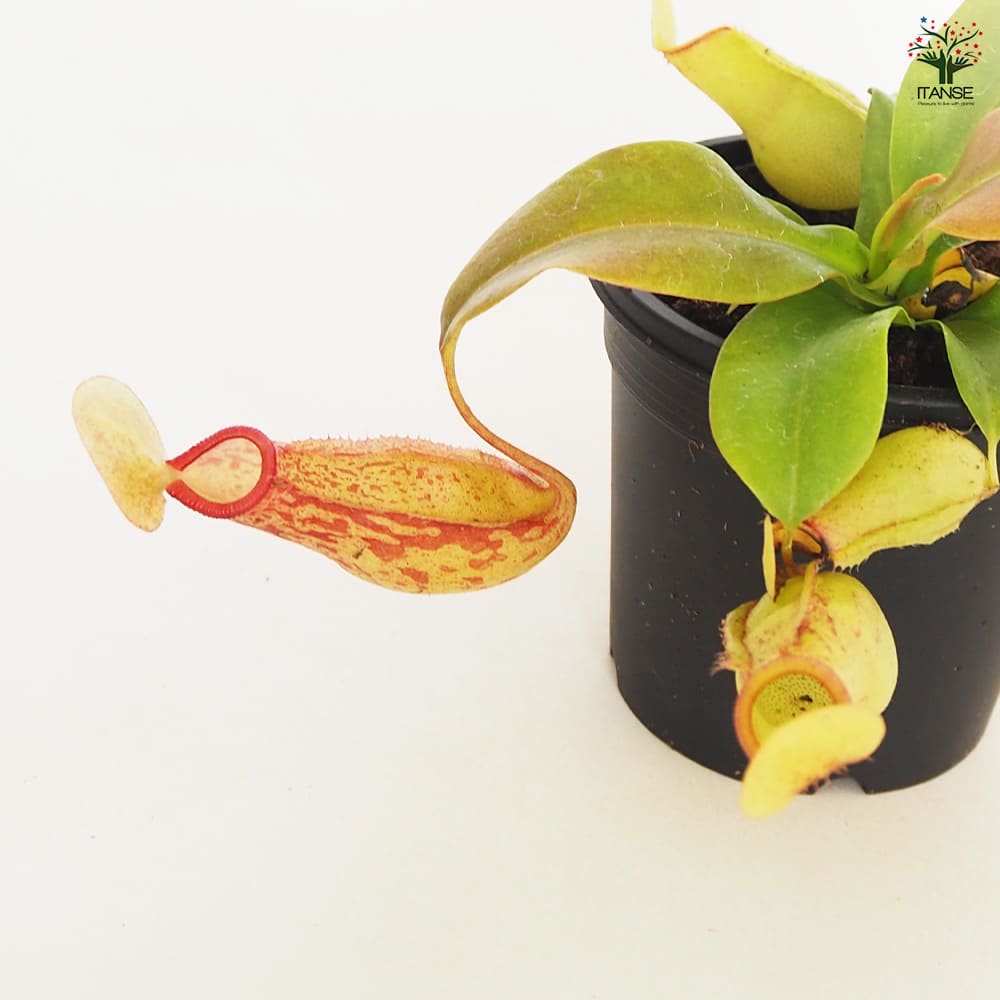 食虫植物 ウツボカズラ ガヤ 【観葉植物 3号／1個売り】
