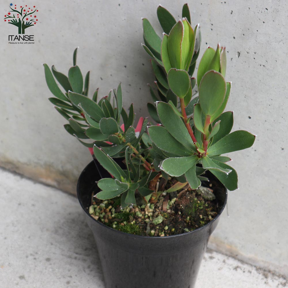 リューカデンドロン サマーサン 8号 【楽天市場】鉢花 観葉植物