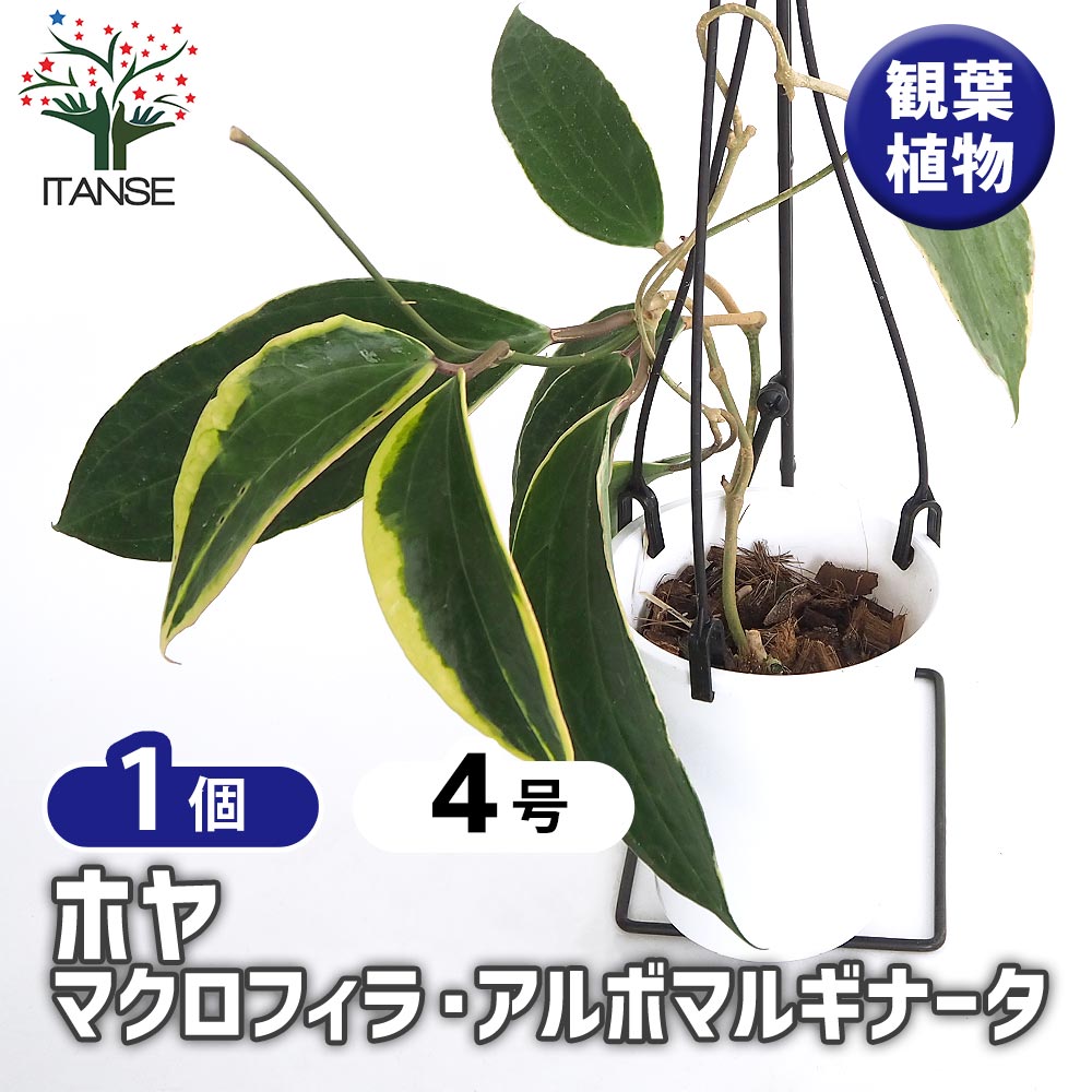 ホヤ マクロフィラ アルボマルギナータ 【観葉植物 4号／1個売り