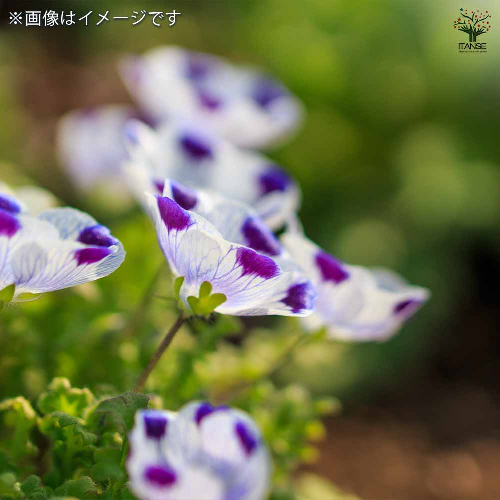 種子 ネモフィラ 【 各約50粒／1袋売り】｜ 【植物のITANSE