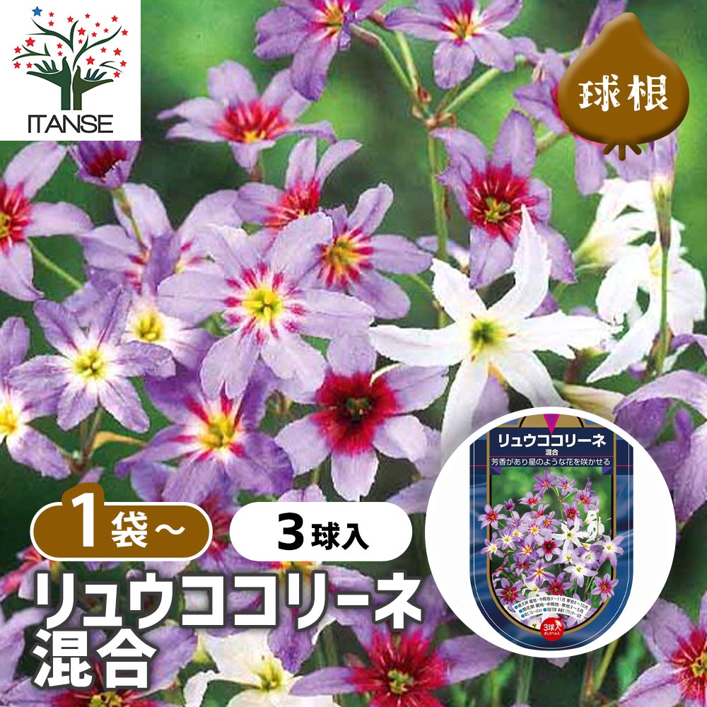 リュウココリーネ 混合