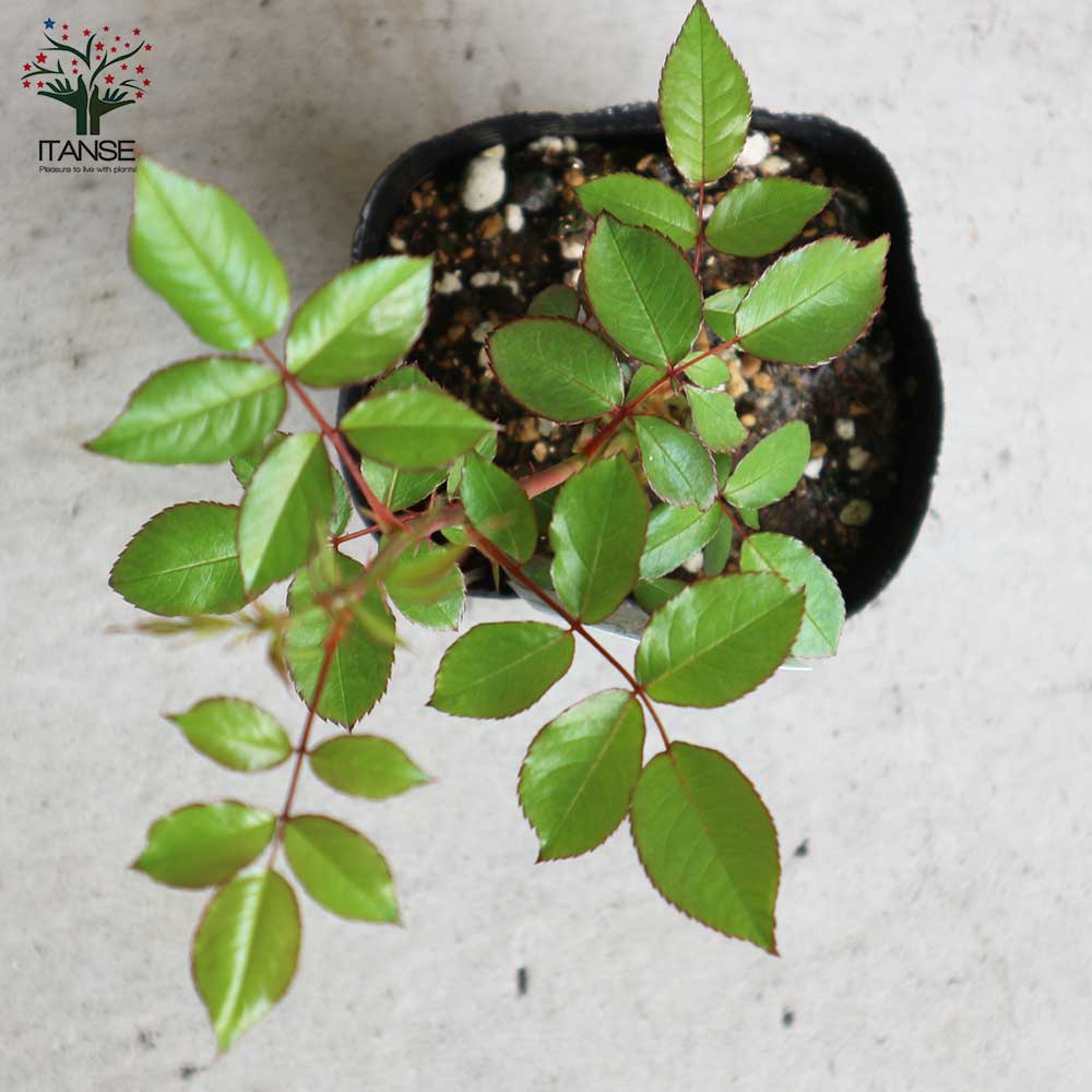 薔薇の苗 つるアイスバーグ (クライミングローズ)【花苗新苗4号