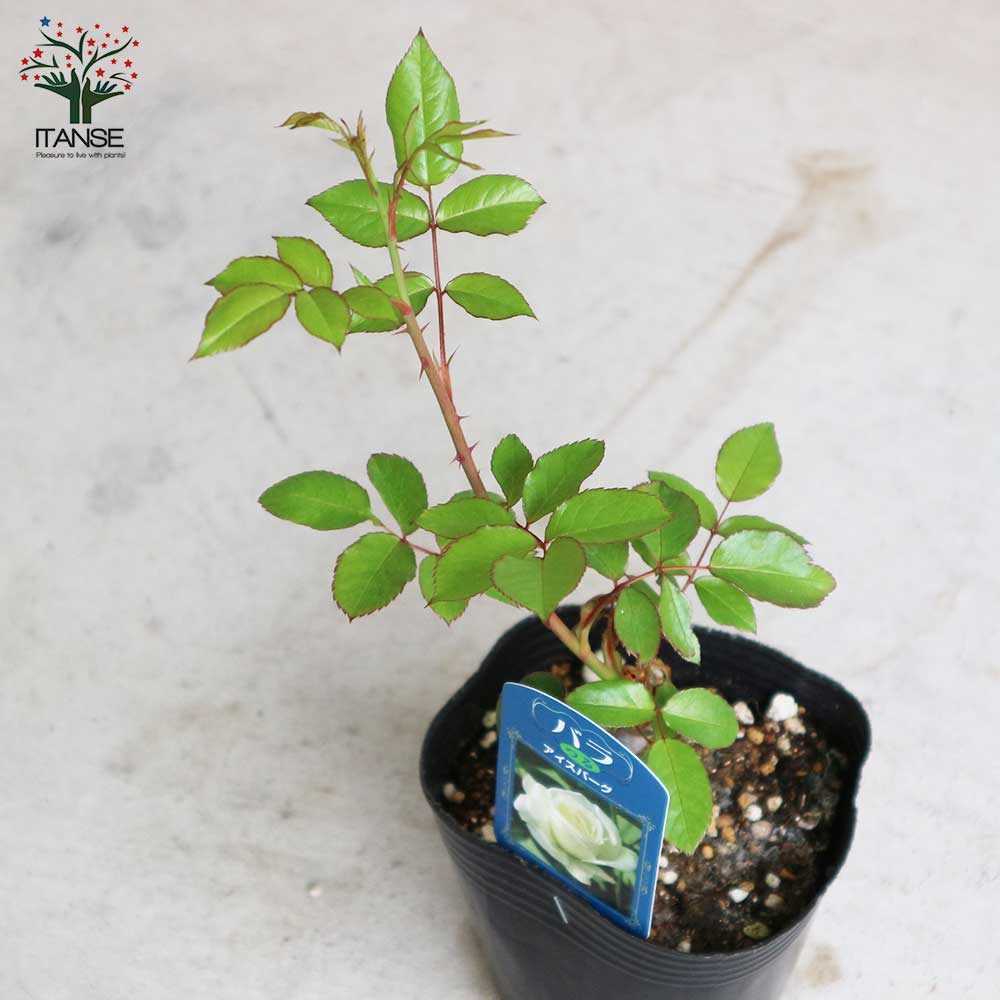 薔薇の苗 つるアイスバーグ (クライミングローズ)【花苗新苗4号ポット