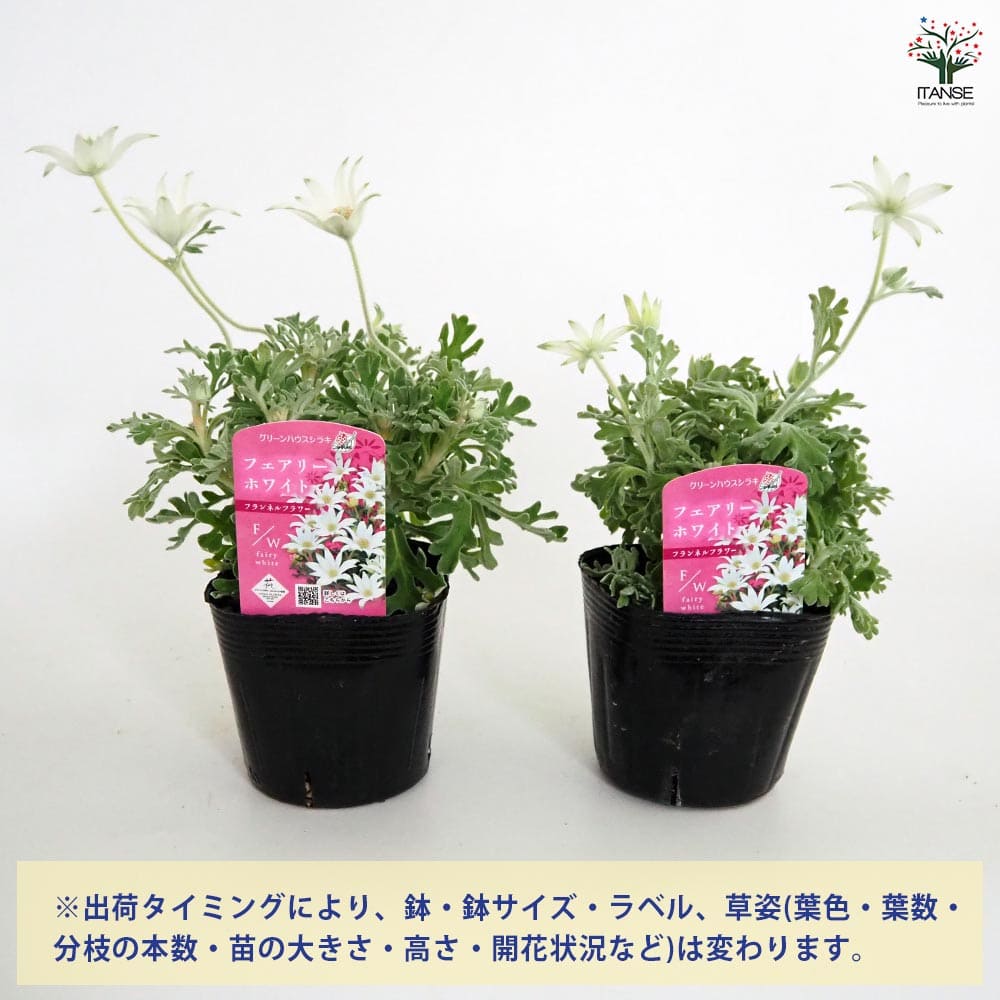 フランネルフラワー フェアリーホワイト 【花苗 3.5号】｜ 【植物の