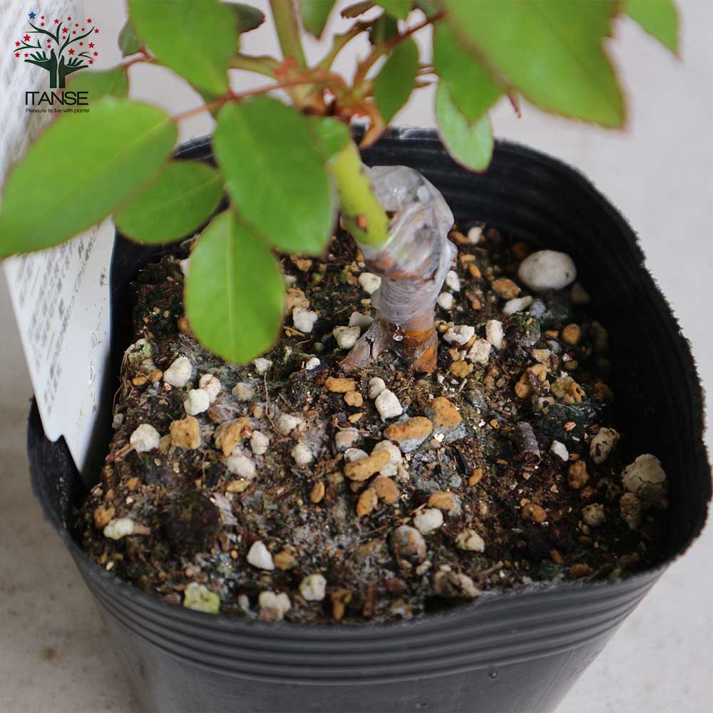 薔薇の苗 つるアイスバーグ (クライミングローズ)【花苗新苗4号ポット