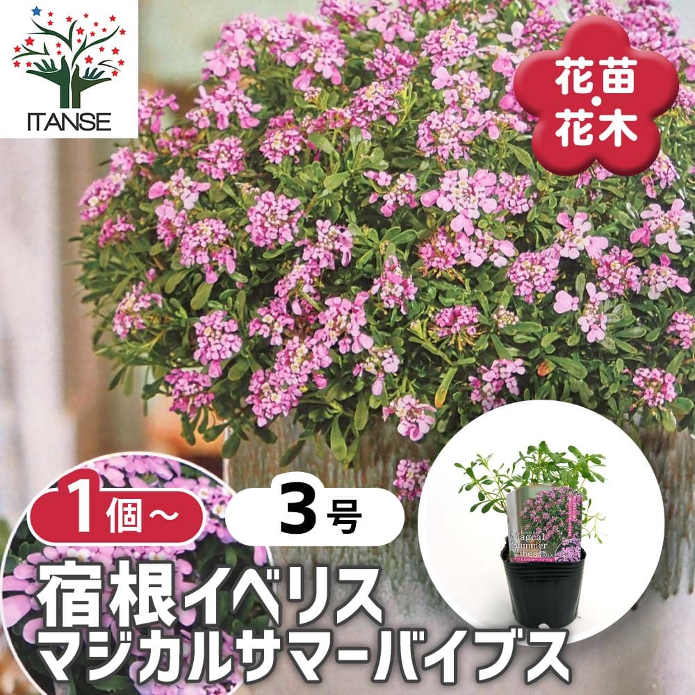 宿根イベリス マジカルサマーバイブス 【花苗 3号】｜ 【植物の