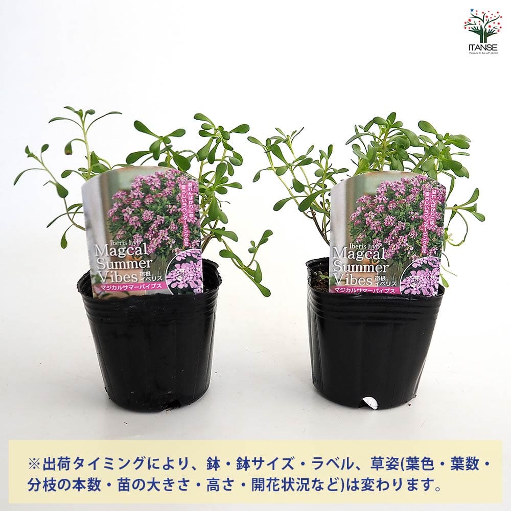 宿根イベリス マジカルサマーバイブス 【花苗 3号】｜ 【植物の