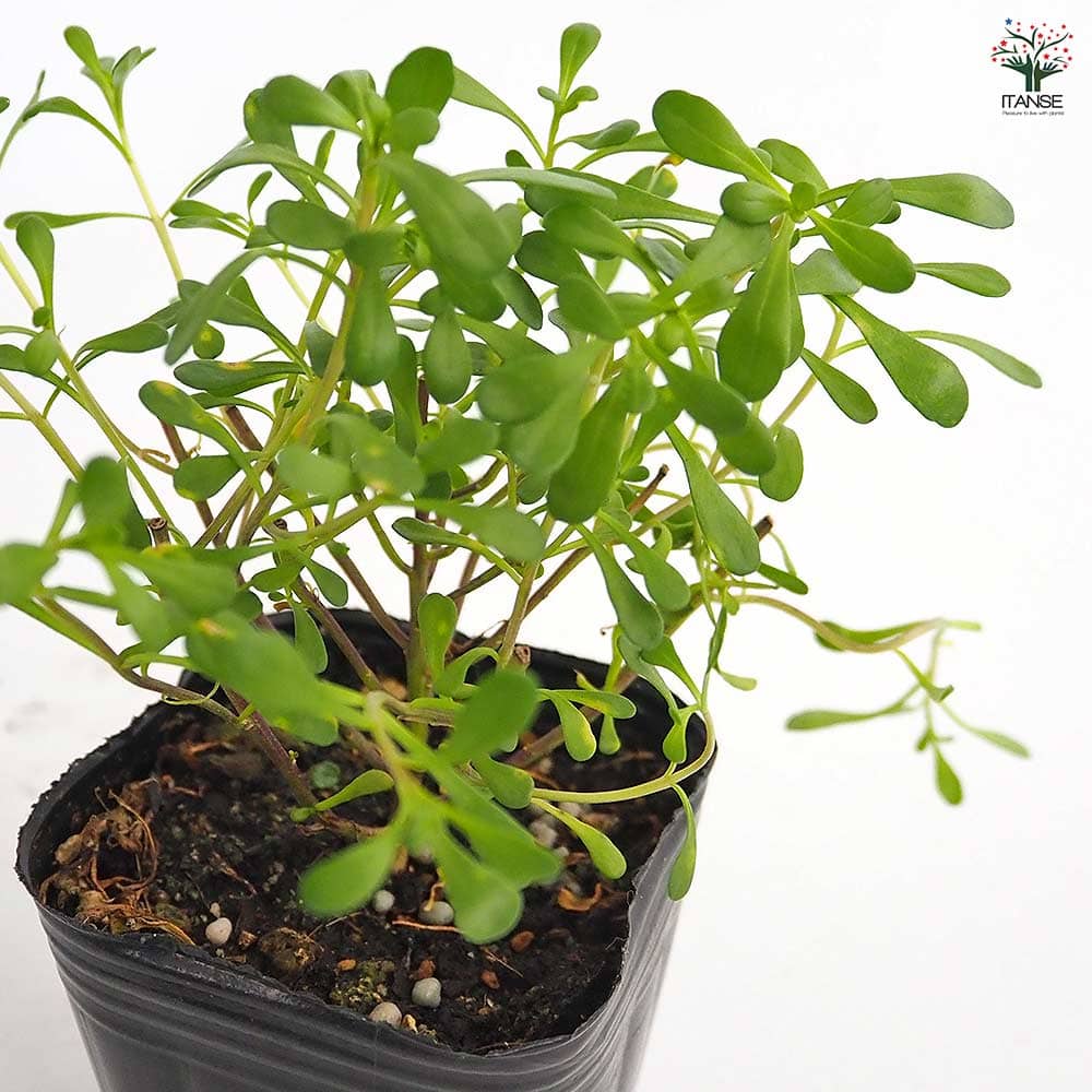 宿根イベリス マジカルサマーバイブス 【花苗 3号】｜ 【植物の