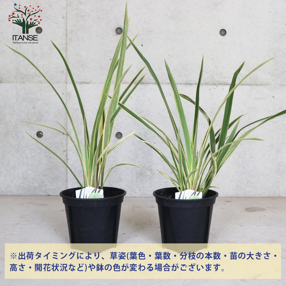 ニューサイラン(入才蘭) ウイングスオブゴールド【花苗 6号ポット大苗  