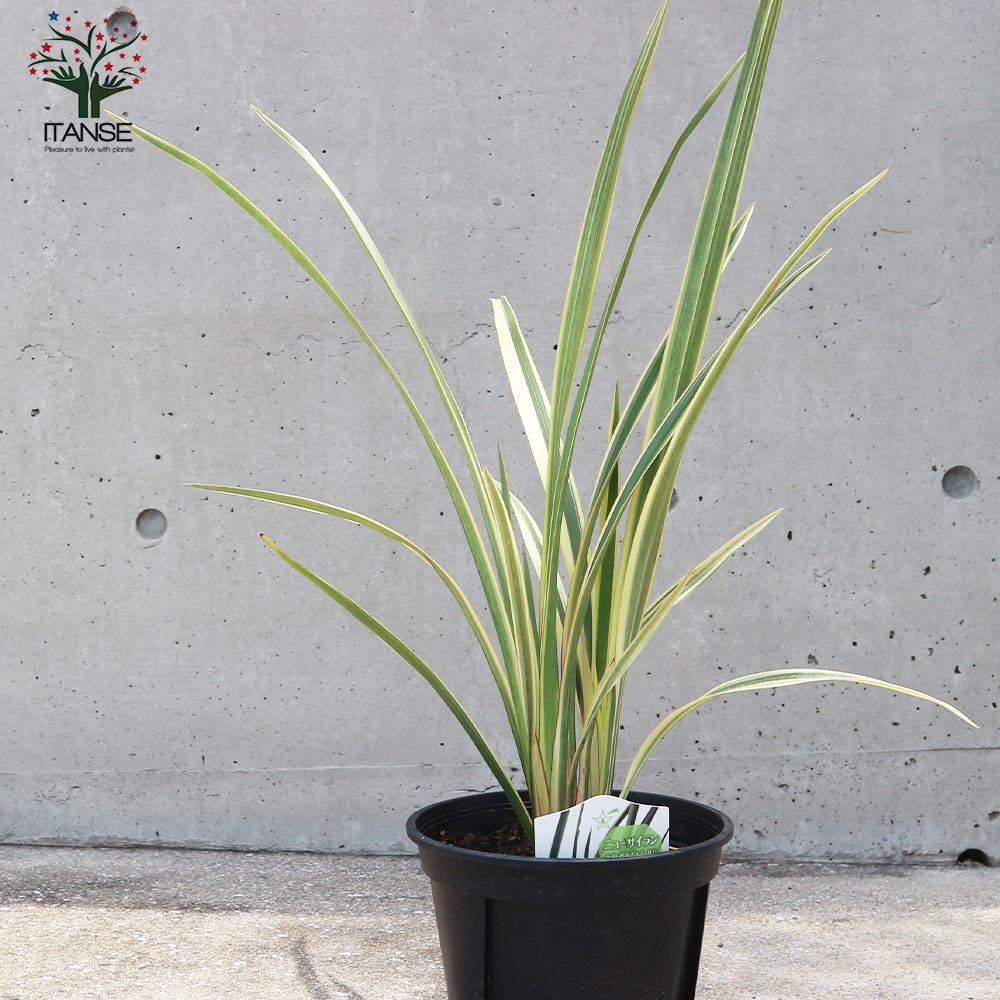 Itanse良品セレクト通販 Itanse良品セレクト通販