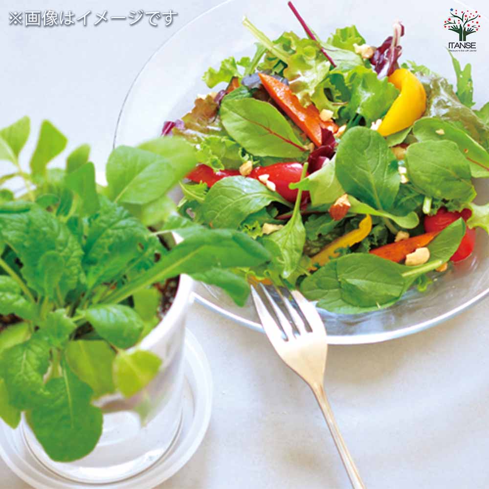 栽培セット フレッシュフィール