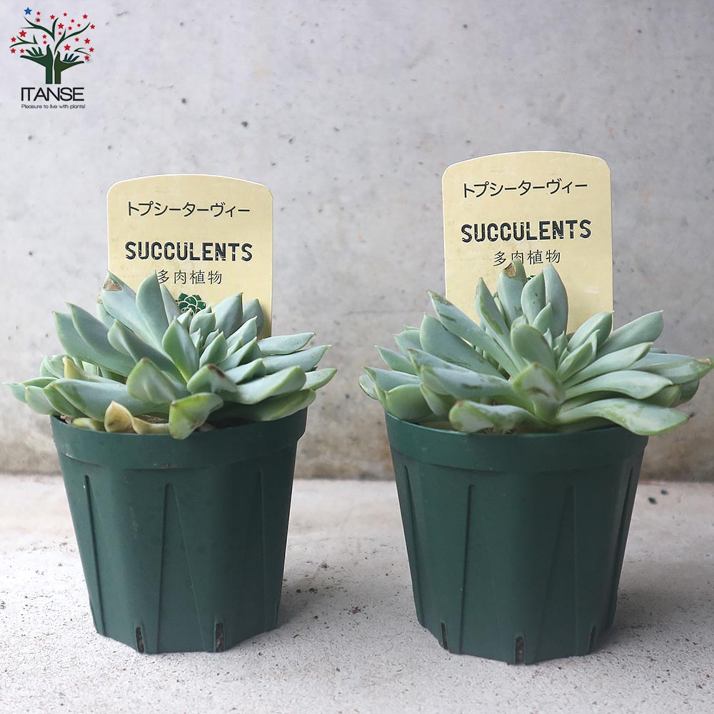 エケベリア・トプシーターヴィー【多肉植物 2.5号鉢／1個売り
