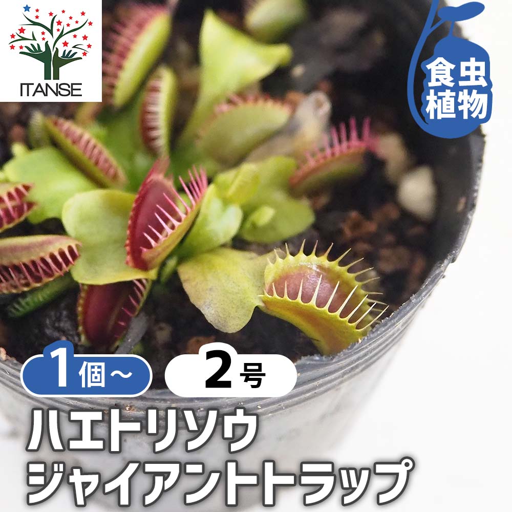 ハエトリソウ ジャイアントトラップ 【観葉植物 2号】｜ 【植物の