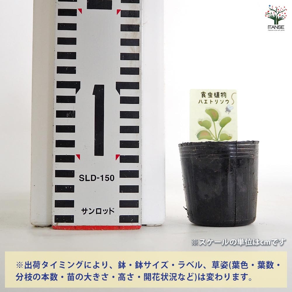 ハエトリソウ ジャイアントトラップ 【観葉植物 2号】