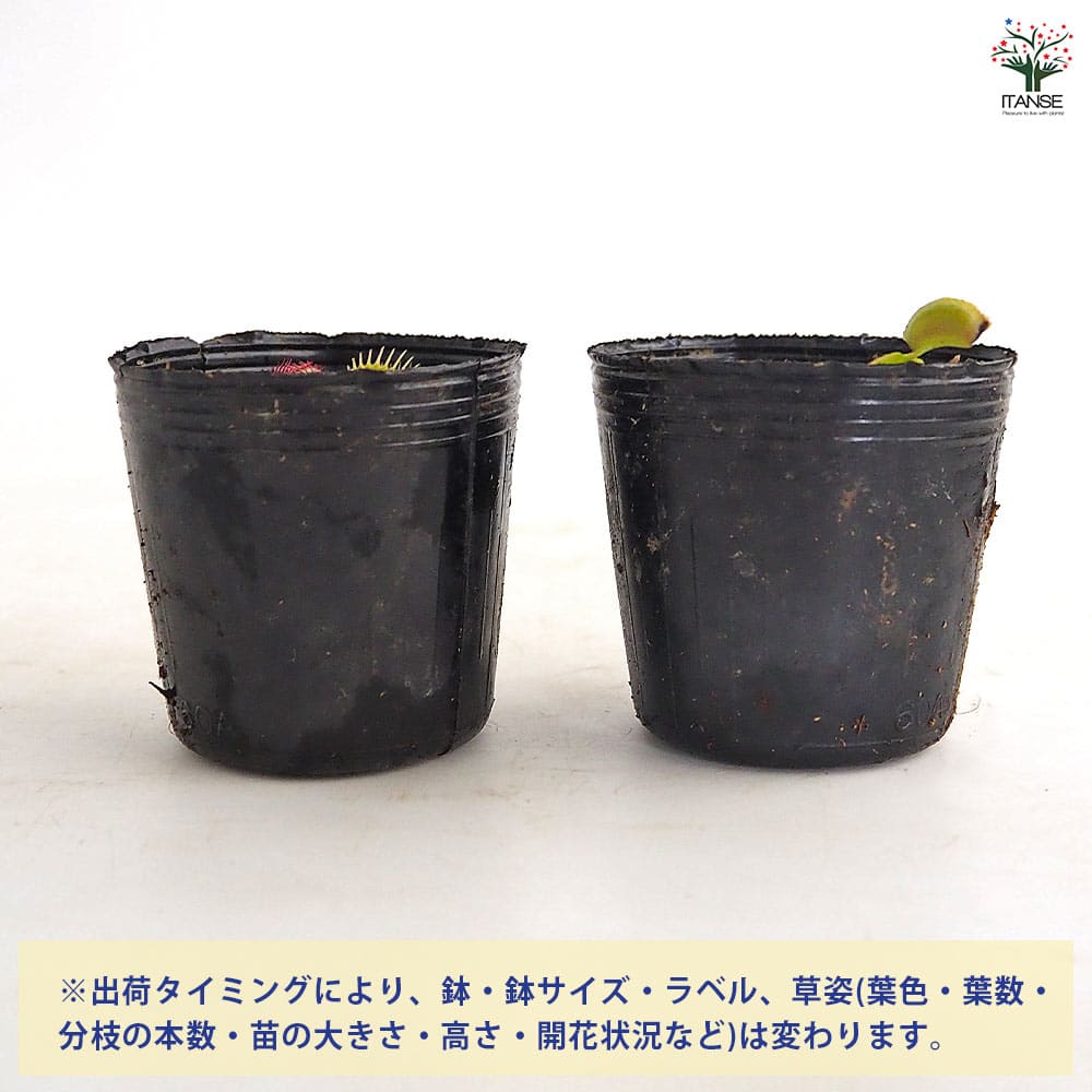 ハエトリソウ ジャイアントトラップ 【観葉植物 2号】｜ 【植物の