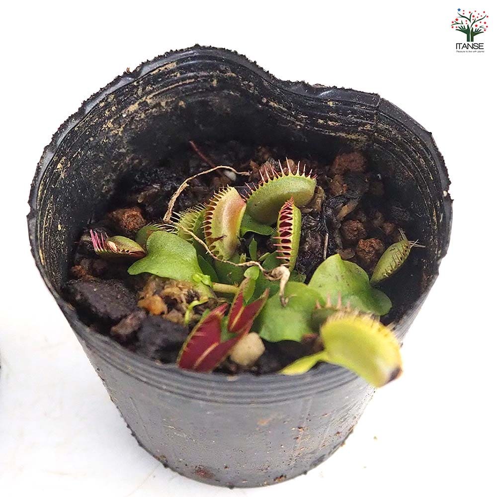 ハエトリソウ ジャイアントトラップ 【観葉植物 2号】
