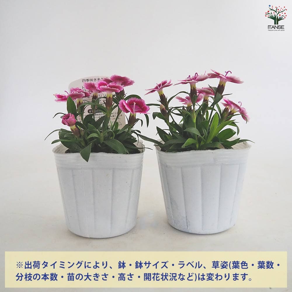 常夏ナデシコ フォーエバー オーキッドリングル 【花苗 3号】｜ 【植物