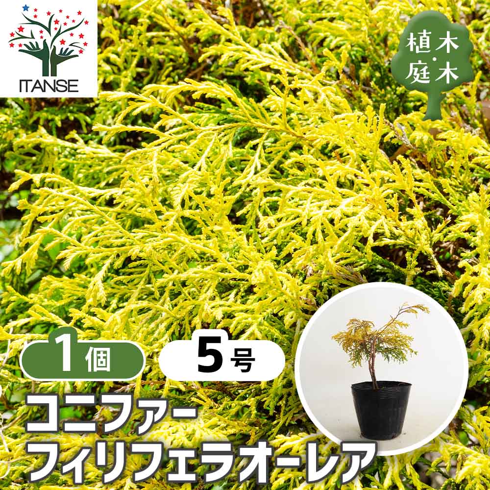 コニファー フィリフェラオーレア 【庭木 5号／1個売り】｜ 【植物の
