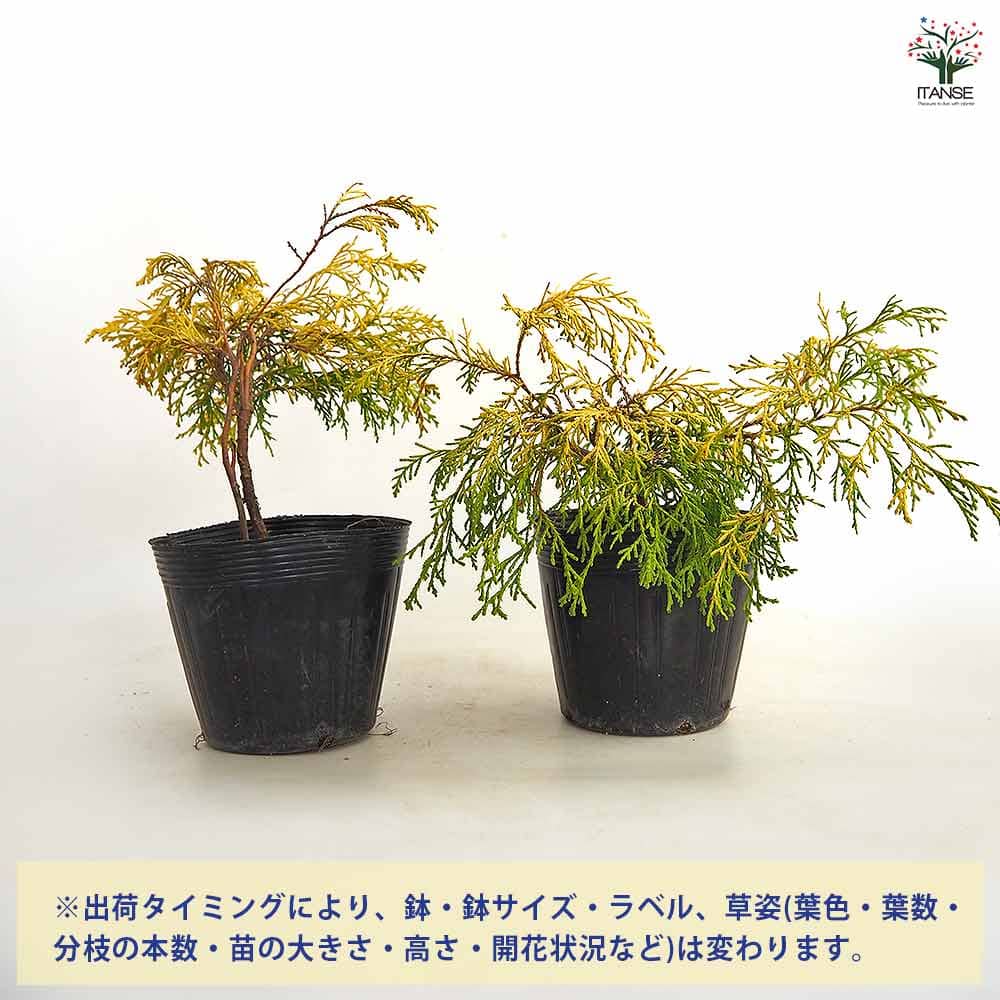 コニファー フィリフェラオーレア 【庭木 5号／1個売り】｜ 【植物の