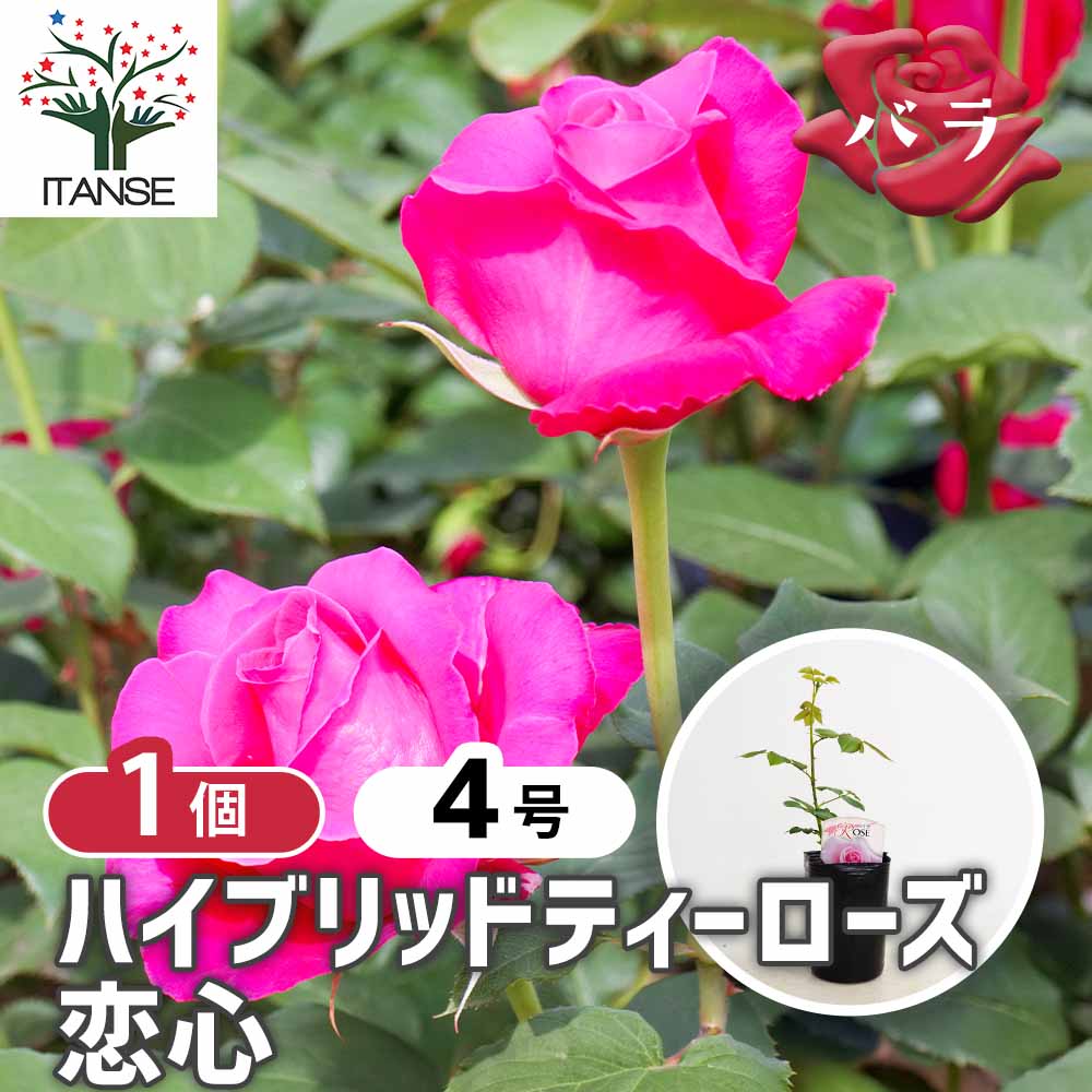 薔薇 恋心 接木 【花木苗 4号／1個売り】｜ 【植物のITANSE
