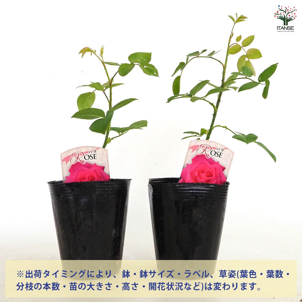 薔薇 恋心 接木 【花木苗 4号／1個売り】｜ 【植物のITANSE