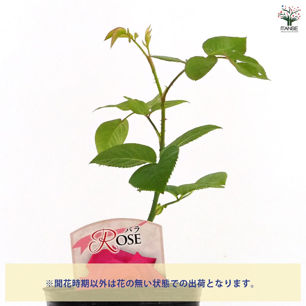薔薇 恋心 接木 【花木苗 4号／1個売り】｜ 【植物のITANSE