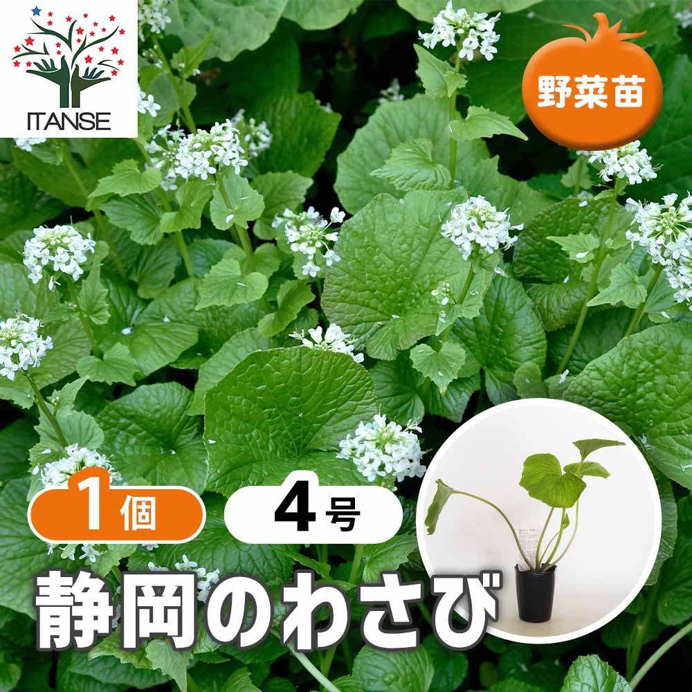 静岡県産　わさび苗　２５０本　ワサビ　苗 静岡のわさび 静岡のわさび 【野菜の苗 4号／1個売り】｜ 【植物の