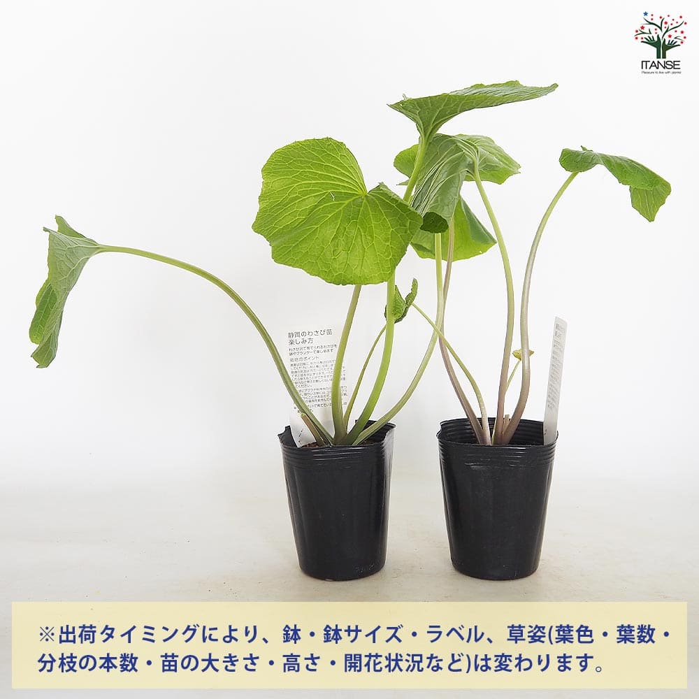 静岡のわさび 静岡のわさび 【野菜の苗 4号／1個売り】｜ 【植物の