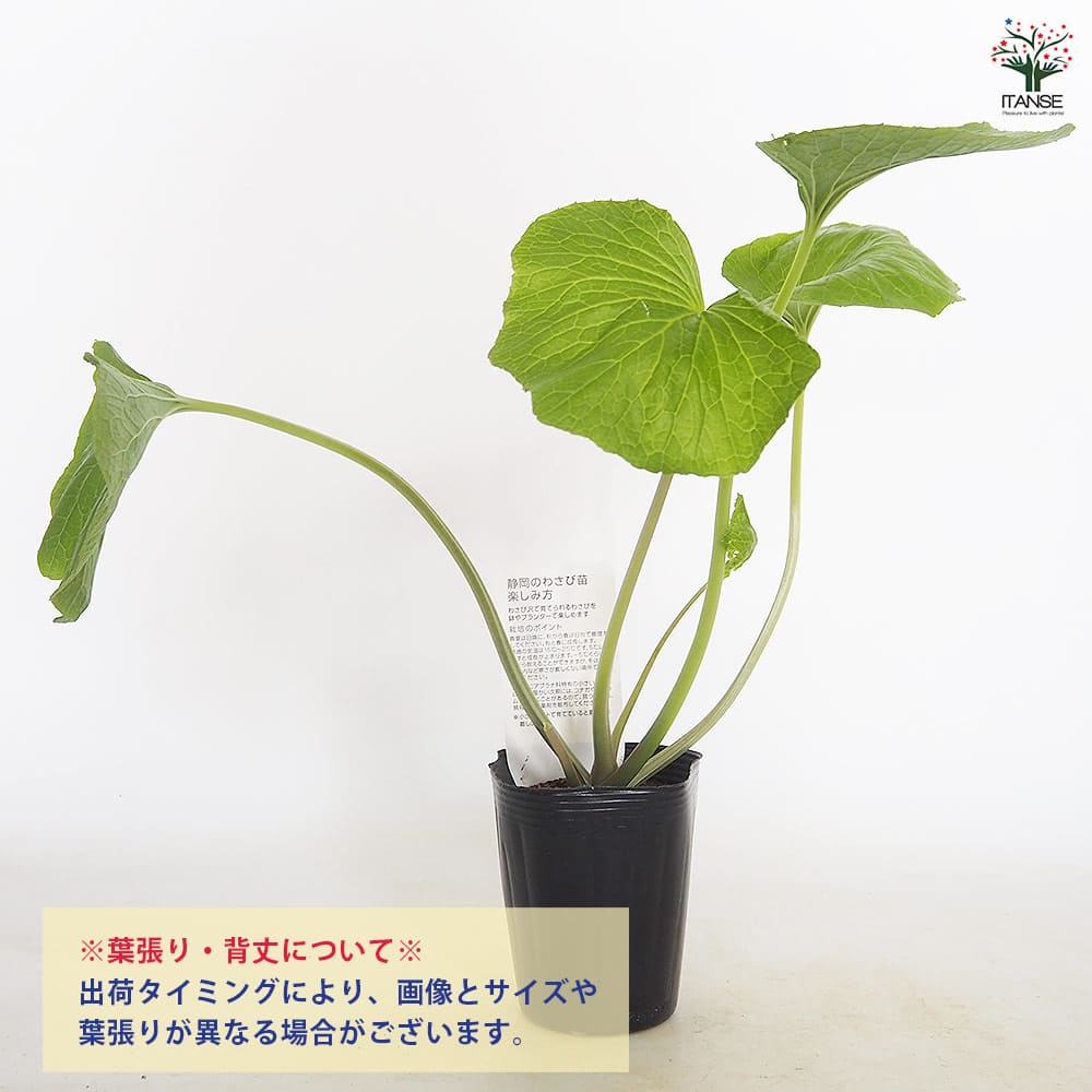 静岡県産　わさび苗　１００本　ワサビ　苗 静岡のわさび 静岡のわさび 【野菜の苗 4号／1個売り】｜ 【植物の