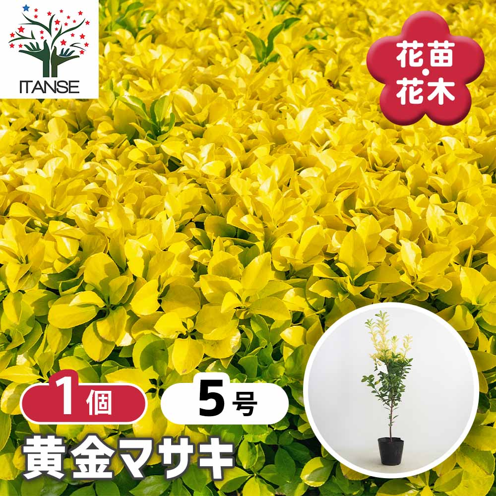 黄金マサキ　10本 マサキ 黄金マサキ 【花木苗 5号／1個売り】｜ 【植物のITANSE