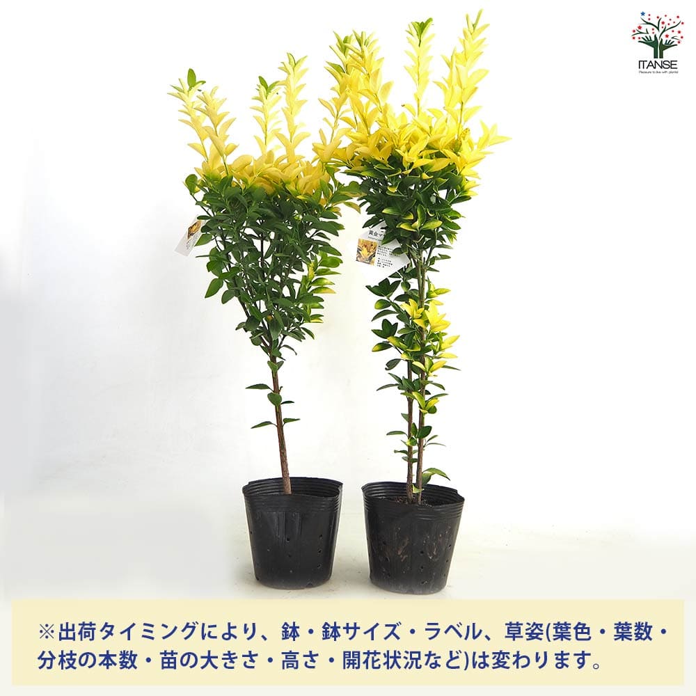 マサキ 黄金マサキ 【花木苗 5号／1個売り】｜ 【植物のITANSE