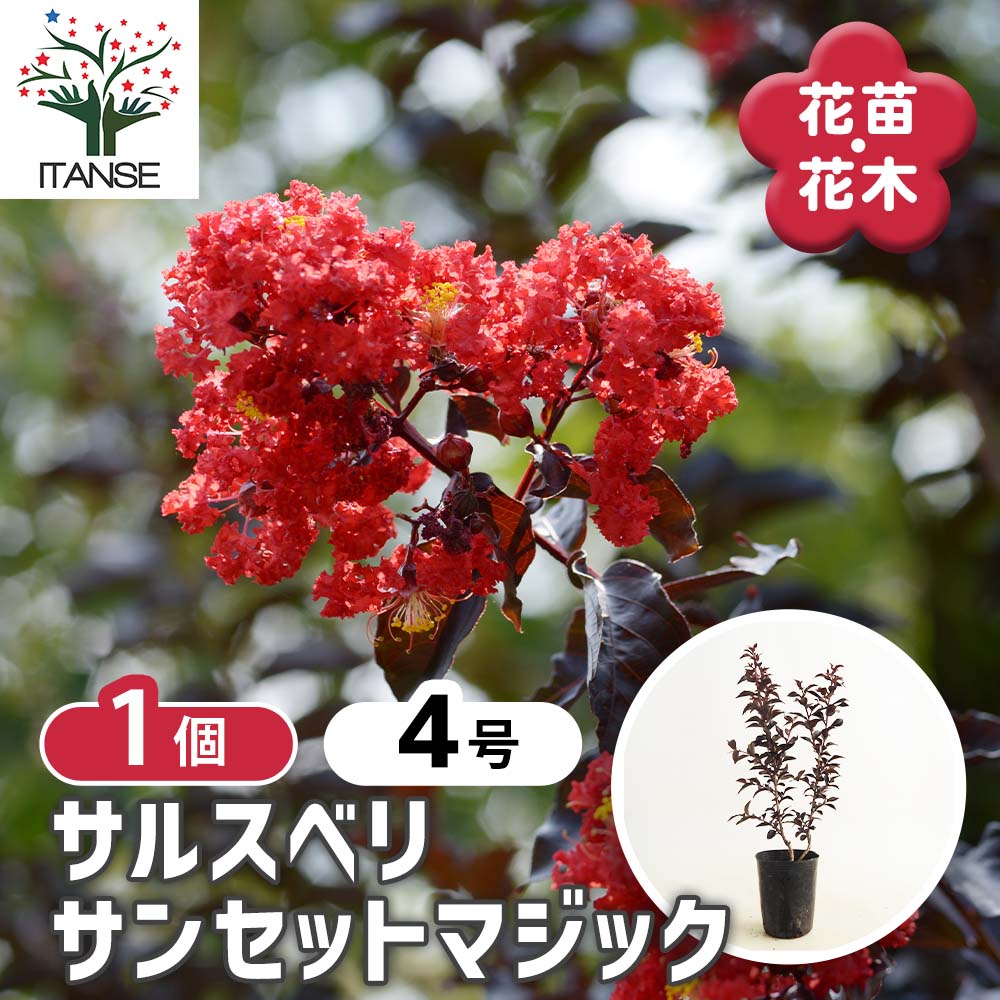 サルスベリ サンセットマジック 【花木苗 4号／1個売り】｜ 【植物の