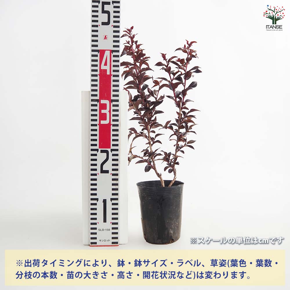 サルスベリ サンセットマジック 【花木苗 4号／1個売り】