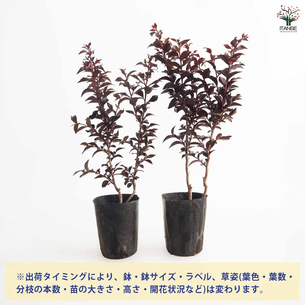 サルスベリ サンセットマジック 【花木苗 4号／1個売り】