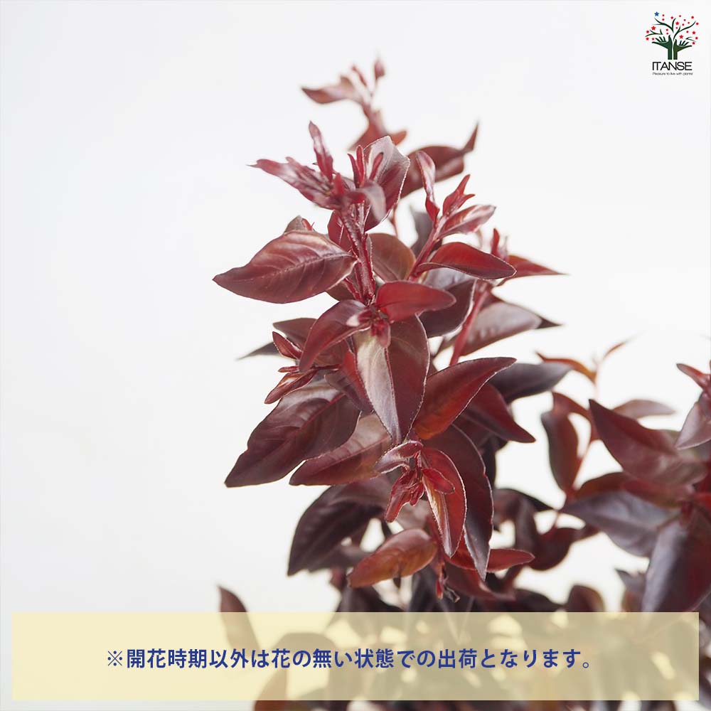 サルスベリ サンセットマジック 【花木苗 4号／1個売り】