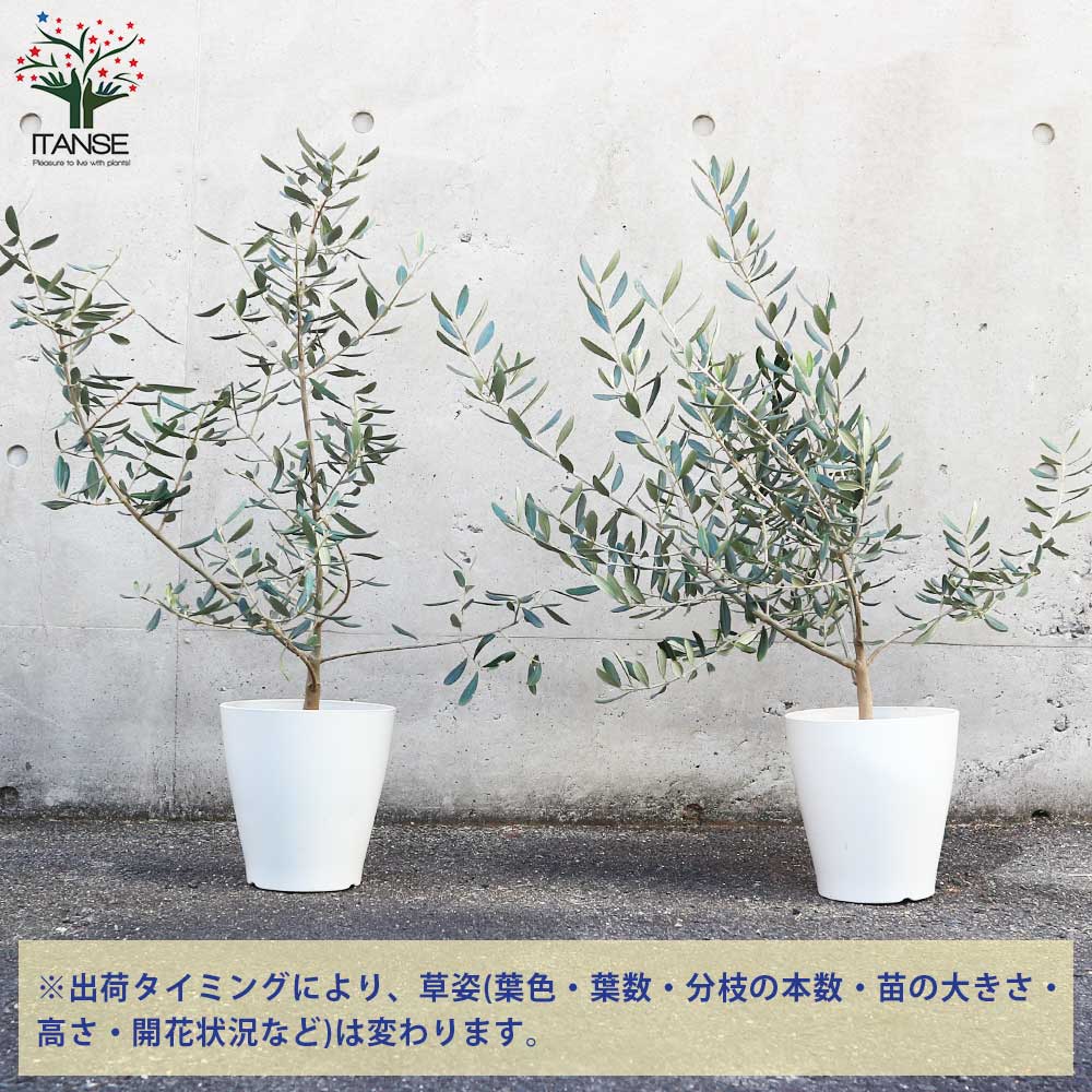 オリーブの苗木 品種：ピッチョリーネ【果樹の苗木 6号白テーパード鉢